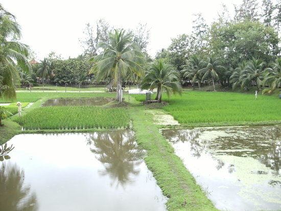 The Rice Museum