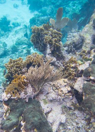 Turneffe Reef