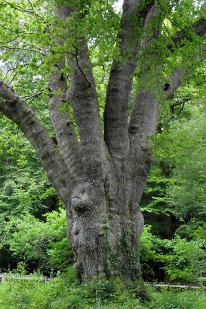 Knightwood Oak Tree