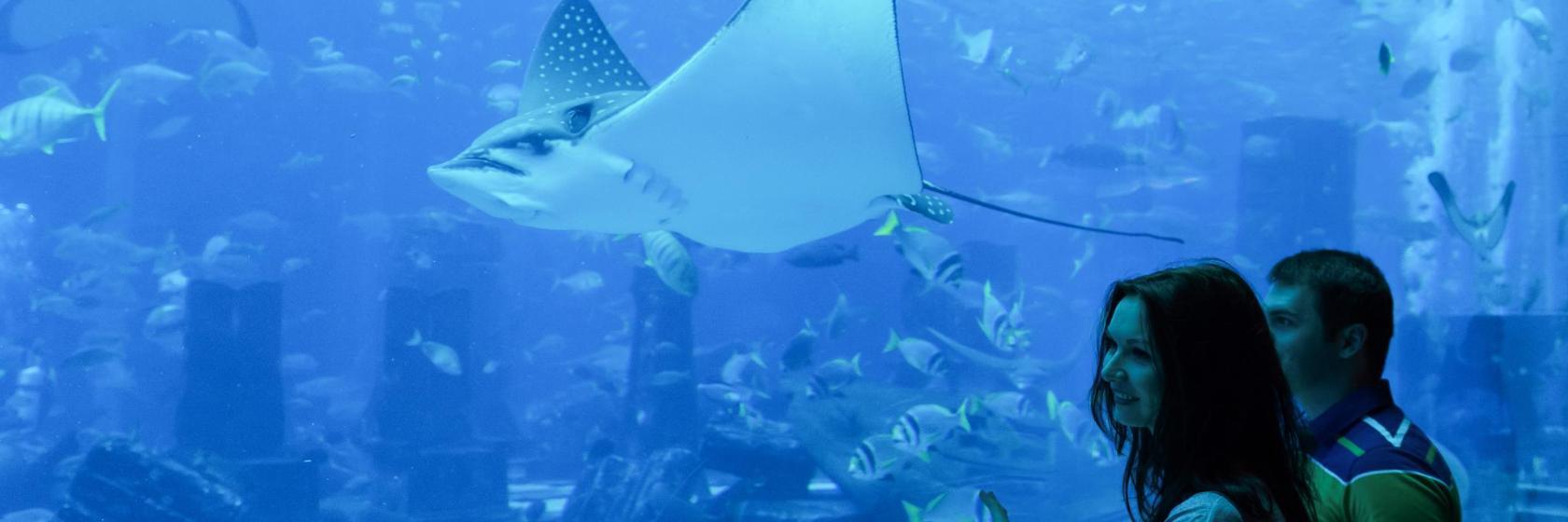 Aquarium AquaRio