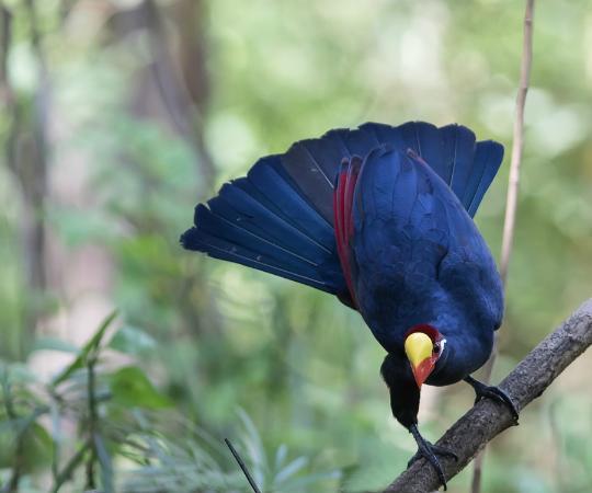 Birdwatching in The Gambia