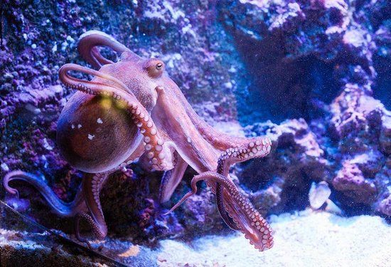 Antalya Aquarium