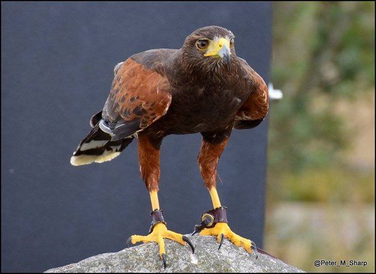 The Cornish Birds of Prey Centre