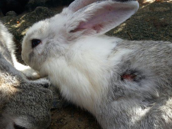 Rabbit Fun Land