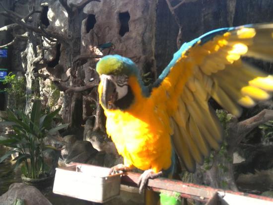 Pata Zoo